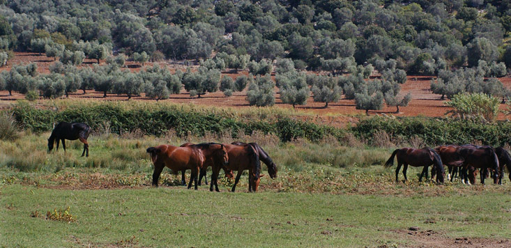 Pferde der Maremma im Naturschutzgebiet